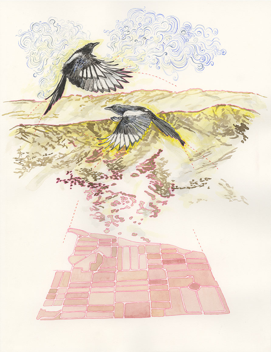 CT-magpie-pink-map-300-dpi.jpg