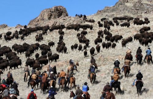 Buffalo roundup, Antelope Island